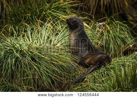 Antarctic fur seal lying in tussock grass