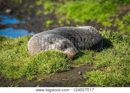 Antarctic fur seal on grass beside pond
