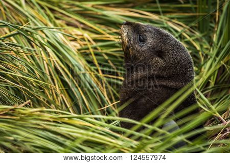 Antarctic fur seal pup among grass tussocks