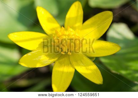 Ficaria verna lutik spring background close up.