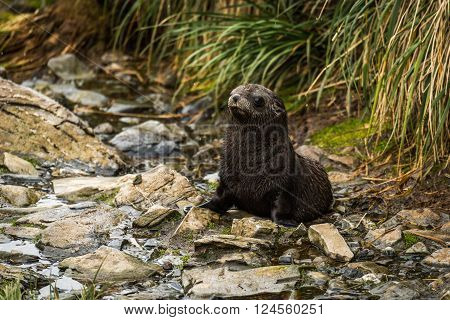 Antarctic fur seal pup sitting in riverbed