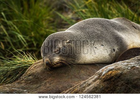 Antarctic fur seal sleeping in tussock grass