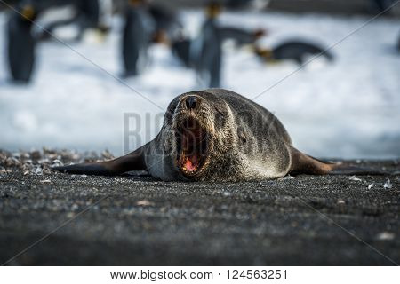 Antarctic fur seal yawns on sandy beach