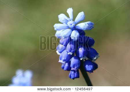Flor azul