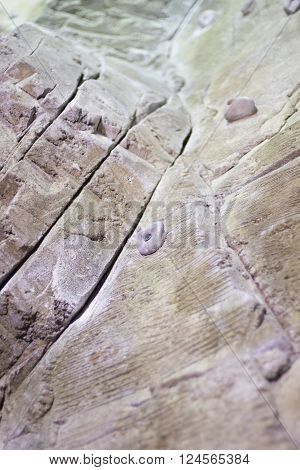Indoor Climbing Wall Rock Holds