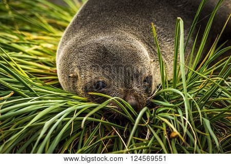 Close-up of Antarctic fur seal in grass