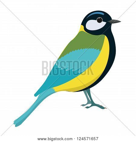 Tomtit bird vector illustration. Titmouse. Vector illustration of tomtit isolated on white background.