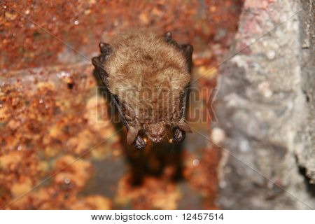 Bat