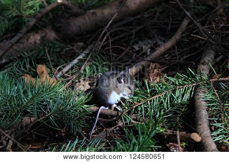 A mouse cleaning its face on the forest floor.