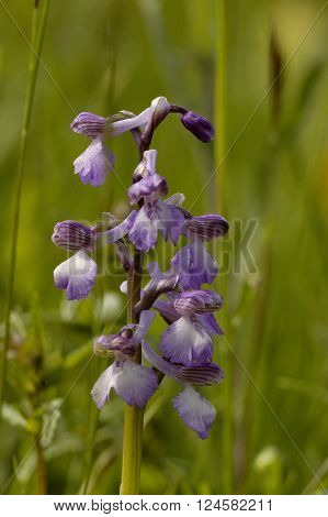 Green-winged Orchid - Anacamptis morio
Flower in meadow