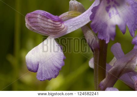 Green-winged Orchid - Anacamptis morio
Single flower close up