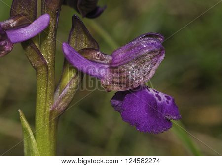 Green-winged Orchid - Anacamptis morio
Close up of dark purple flower