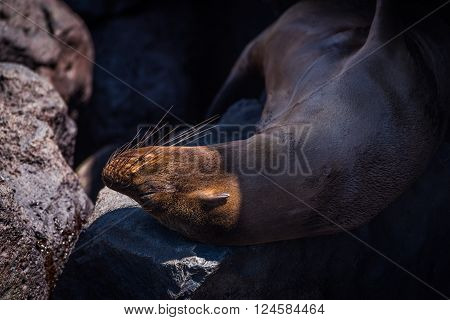 Galapagos sea lion asleep on shady rocks