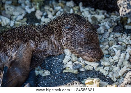 Galapagos sea lion pup asleep on shingle