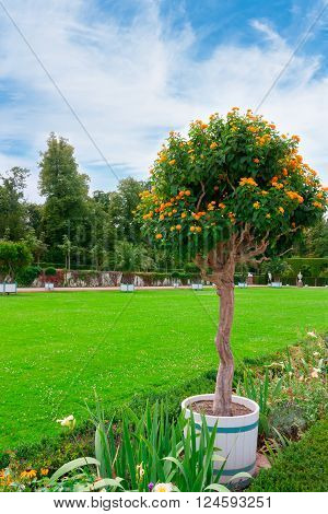 Beautiful garden with green hedges with trees green field of grass bright flower bed .