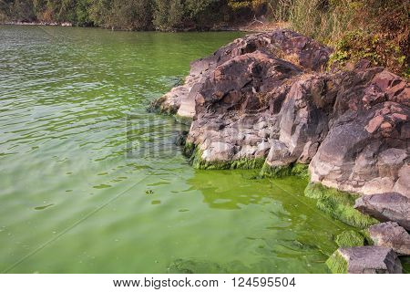 Cyanobacteria In Taihu Lake