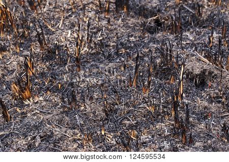ashes and burned grass on the ground