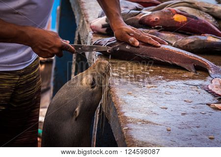 Hungry sea lion hoping for fish scraps