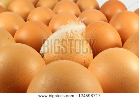 Several chicken brown eggs and white feathers