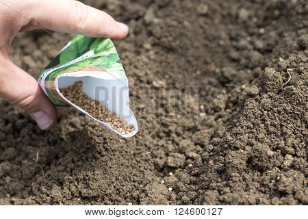 Spring Detail on Spinach Seeds in a Bag when Sowing Seed lines on Vegetable Flower-beds