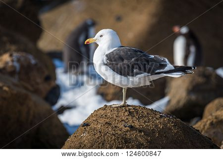 Kelp gull perched on rock in sunshine