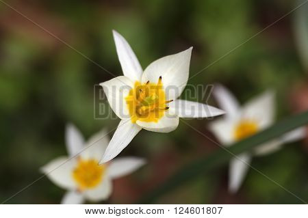 The wild tulip Tulipa turkestanica from Central Asia.
