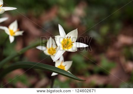 The wild tulip Tulipa turkestanica from Central Asia.