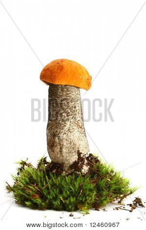 흰 배경에 고립된 bolete