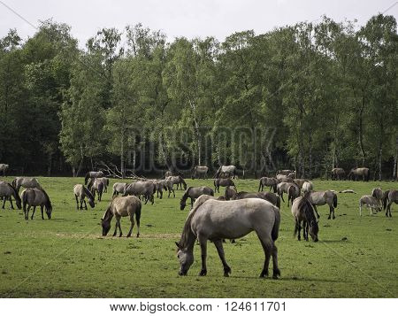 many wild horses in the german muensterland