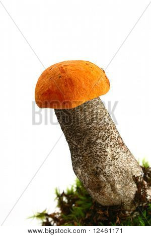 절연된 bolete