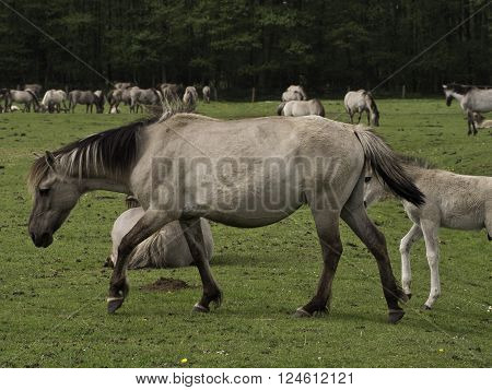 many wild horses in the german muensterland