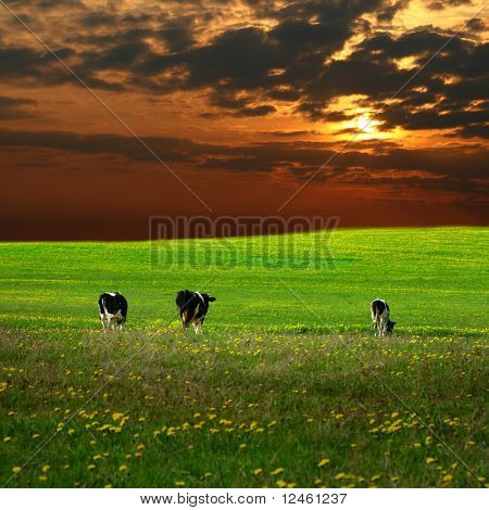 la mucca sul campo tarassaco verde sotto un cielo al tramonto