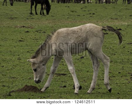 many wild horses in the german muensterland