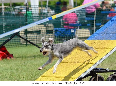 Miniature Schnauzer Jumping Off an A-Frame at Dog Agility Trial