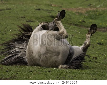 many wild horses in the german muensterland