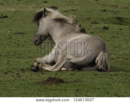 many wild horses in the german muensterland