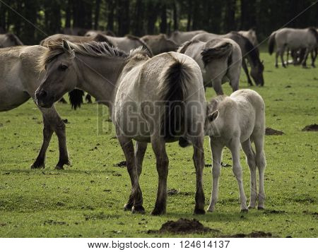 many wild horses in the german muensterland