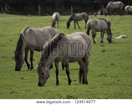 many wild horses in the german muensterland