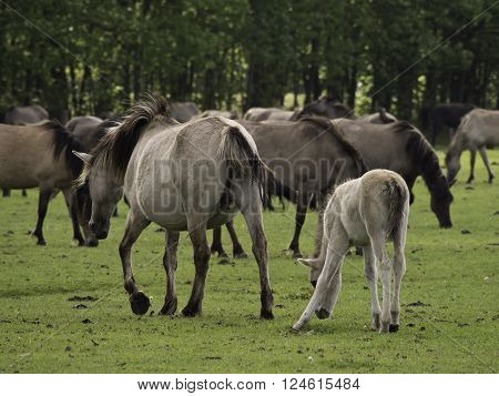 many wild horses in the german muensterland
