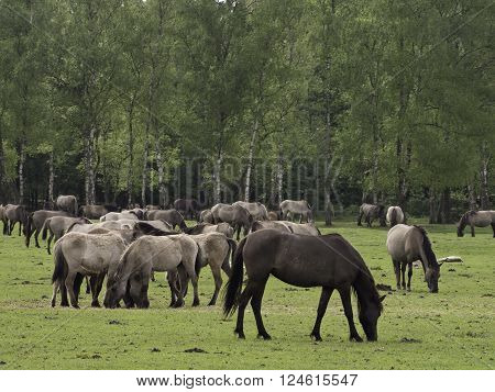 many wild horses in the german muensterland
