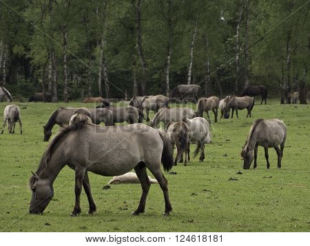 many wild horses in the german muensterland