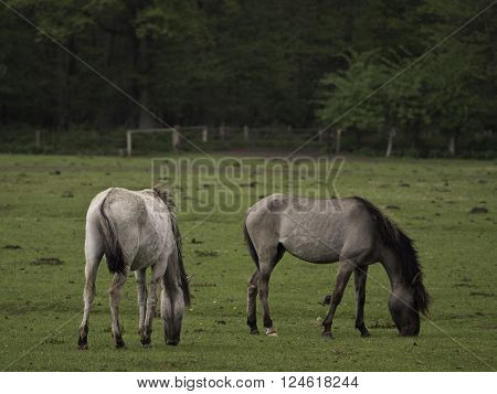 many wild horses in the german muensterland