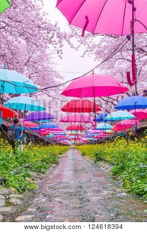 JINHAEKOREA - APRIL 4 : Jinhae Gunhangje Festival is the largest cherry blossom festival in Korea.Tourists taking photos of the beautiful scenery around JinhaeKorea on April 4, 2015.
** Note: Shallow depth of field