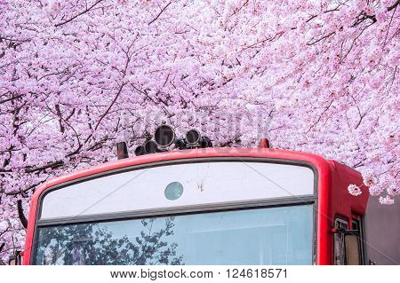 Cherry blossom in spring. Jinhae Gunhangje Festival is the largest cherry blossom festival in South Korea.
** Note: Soft Focus at 100%, best at smaller sizes