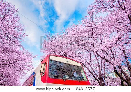 Cherry blossom in spring. Jinhae Gunhangje Festival is the largest cherry blossom festival in South Korea.