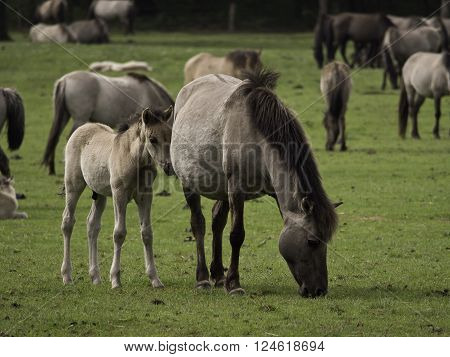 many wild horses in the german muensterland