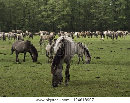 many wild horses in the german muensterland