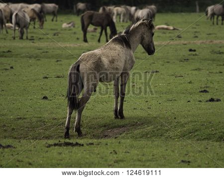 many wild horses in the german muensterland