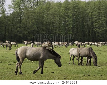 many wild horses in the german muensterland