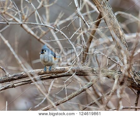 A little gray bird with an echoing voice, the Tufted Titmouse is common in eastern deciduous forests and a frequent visitor to feeders. It has large black eyes, small, round bill, and brushy crest.
